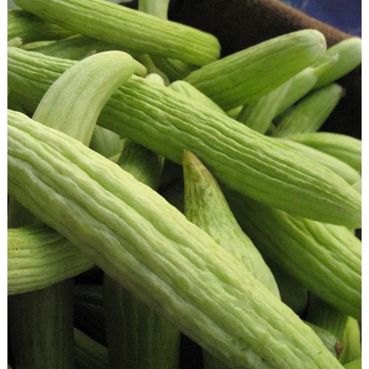 Sweet Green Armenian Cucumber long green cucumbers with ridged skin on Tampa Home & Garden Store