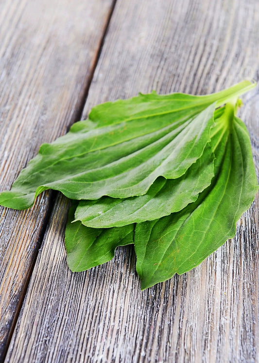 Sweet Plantain Broadleaf Plantago Major herb fresh green leaves bundle on rustic wood on Tampa Home & Garden Store