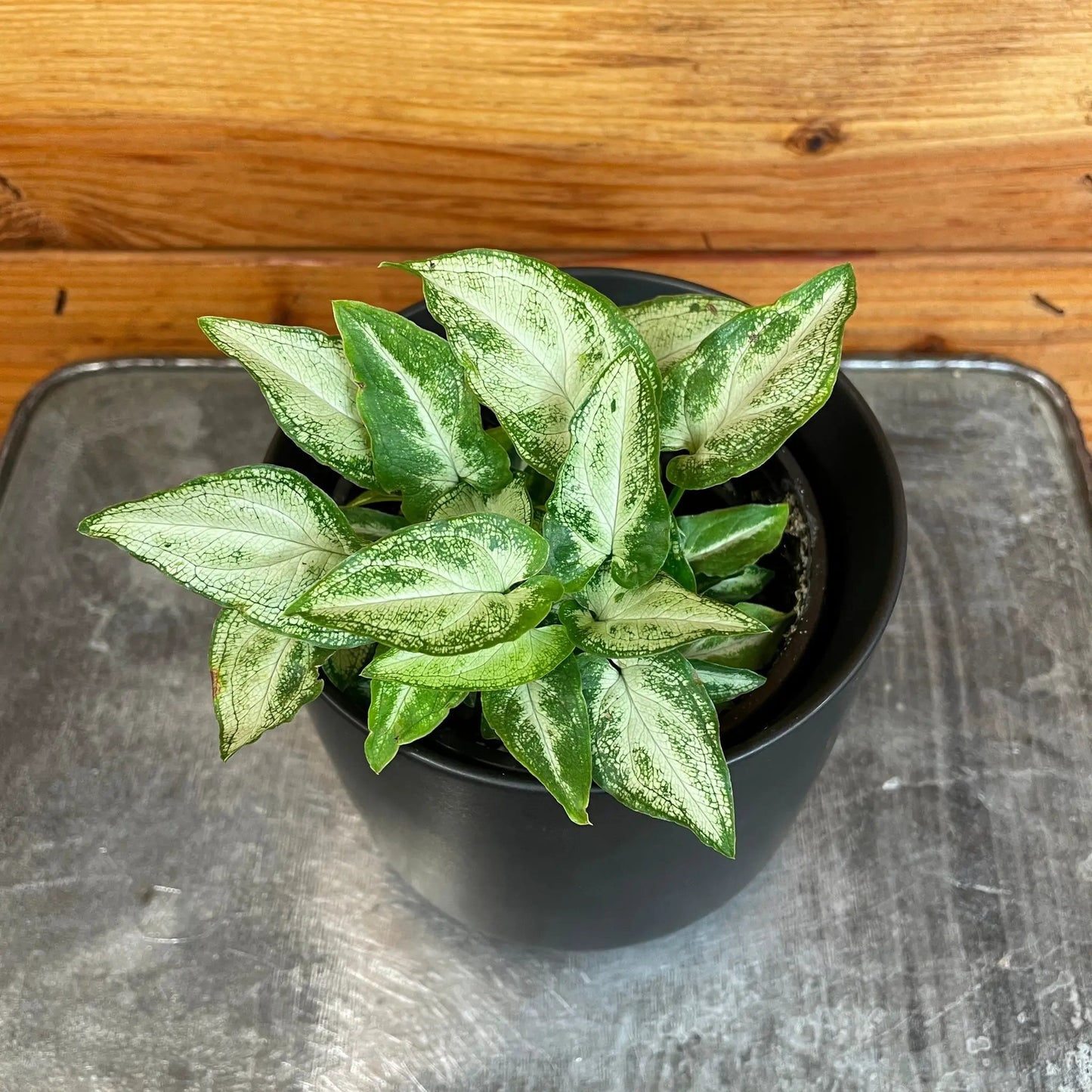 Syngonium 'Three Kings', 4" Plant - Tampa Home & Garden Store
