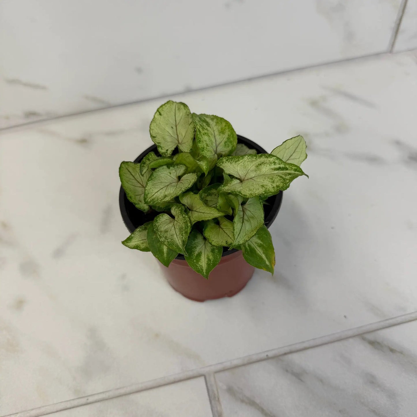 Syngonium Yami Red Wine, 4" Plant - Tampa Home & Garden Store