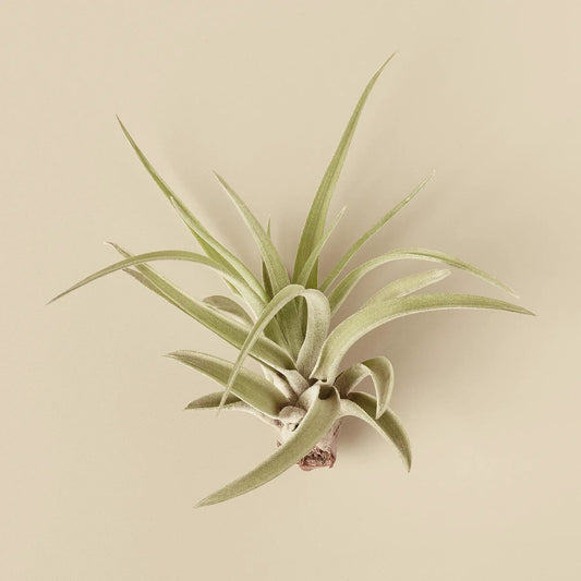Tillandsia Veluntina air plant with pale silvery-green leaves on Tampa Home & Garden Store