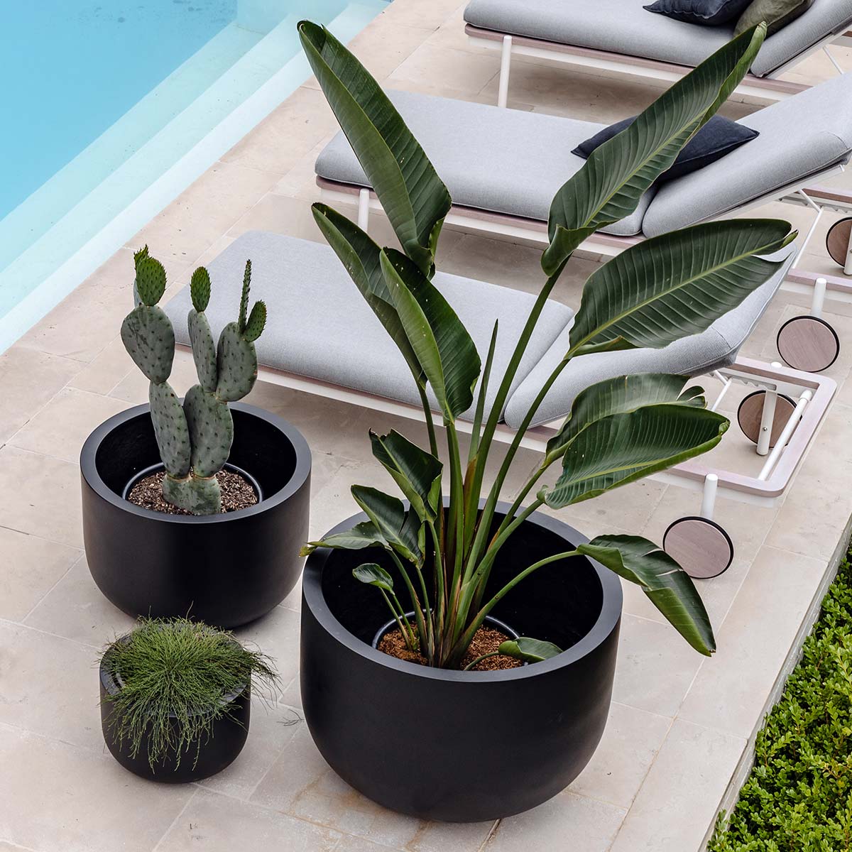 The Chop Low-Profile Planter | Wide Rim Feature Tree Pot