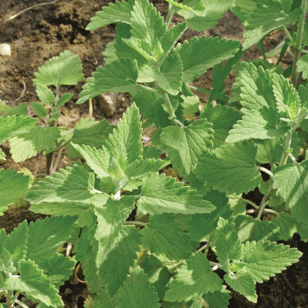 Catnip seeds plant with leafy green serrated leaves Seedtime Store on Tampa Home & Garden Store