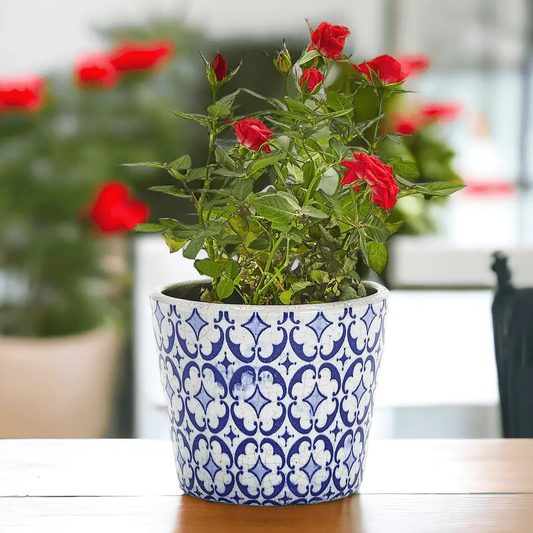 Small ceramic pot with blue and white patterned design housing red rose plant Gia Roma on Tampa Home & Garden Store