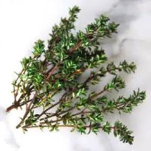 Thyme seeds herb sprigs with green leaves on brown stems for culinary use on Tampa Home & Garden Store
