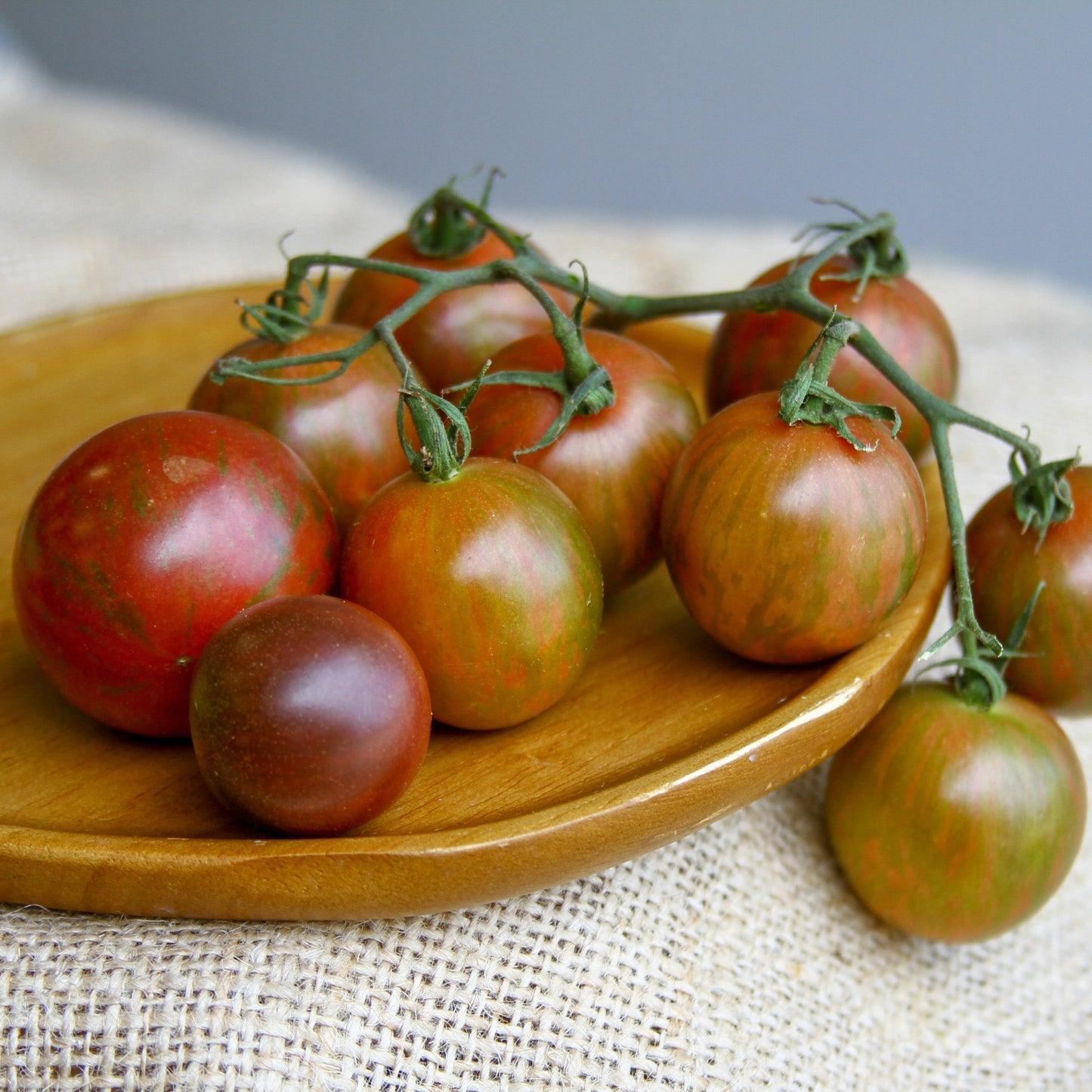 Purple Bumble Bee Tomato on vine, red-green striped cherry tomatoes Seedtime Store on Tampa Home & Garden Store