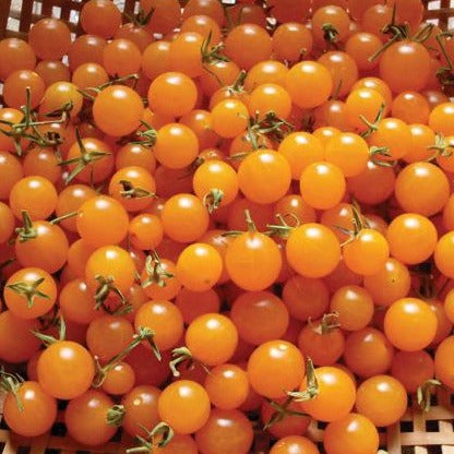 Orange currant tomato seeds product photo showing bright orange cherry tomatoes on vines on Tampa Home & Garden Store