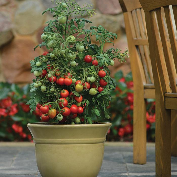 Geranium Kiss Tomato plant in a beige pot with red and green cherry tomatoes on Tampa Home & Garden Store