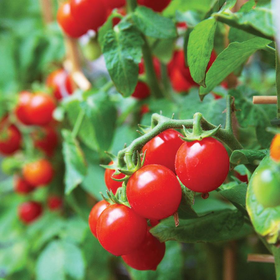 42 Day Tomato seeds on vine with bright red cherry tomatoes, Seedtime Store on Tampa Home & Garden Store