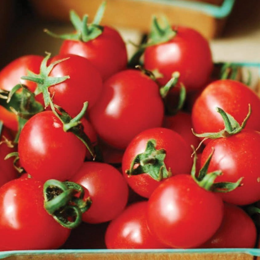 Tomato seeds Large Red Cherry Seedtime Store, vibrant red cherry tomatoes in crate on Tampa Home & Garden Store