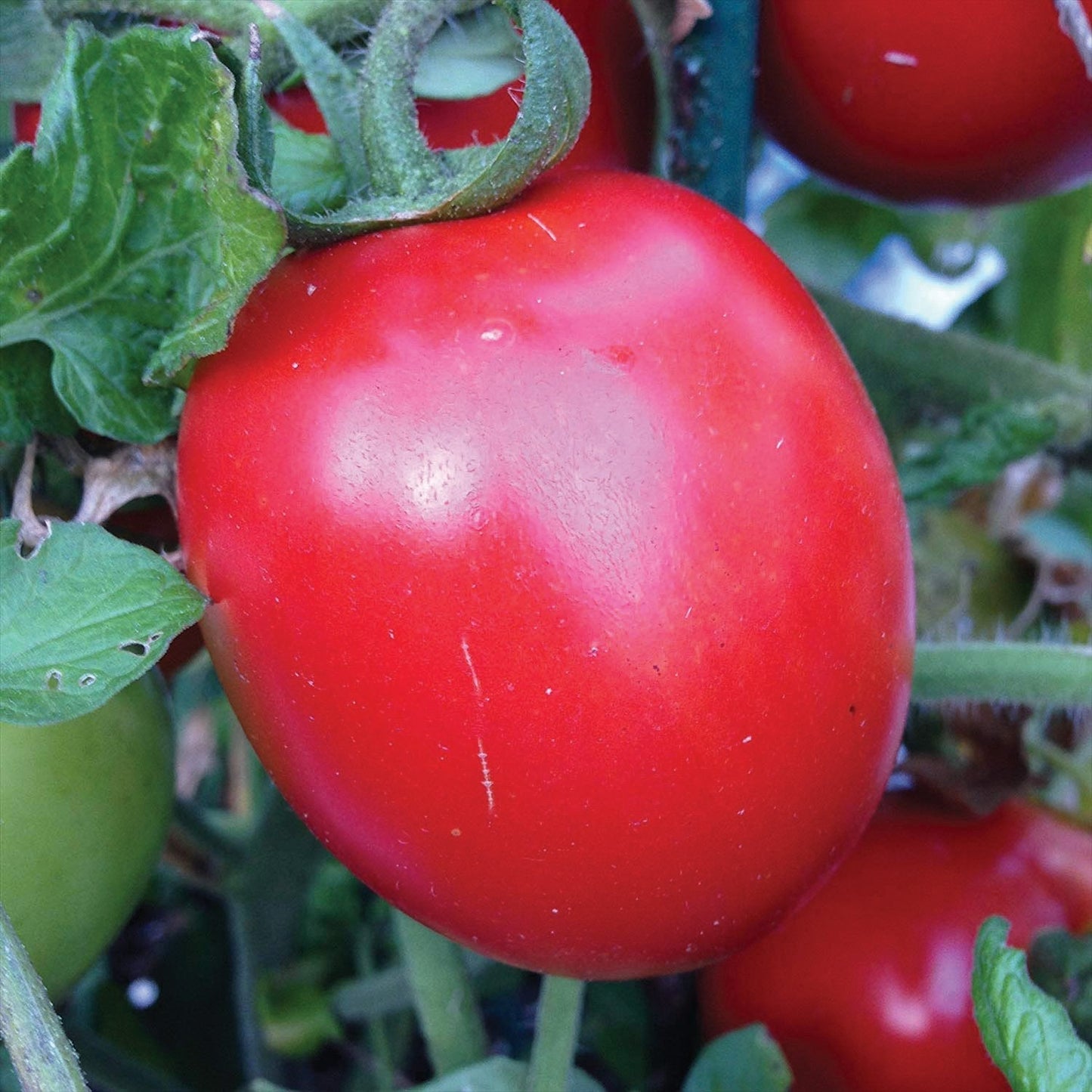 Rio Grande Tomato seeds red ripe tomato on vine with green leaves on Tampa Home & Garden Store