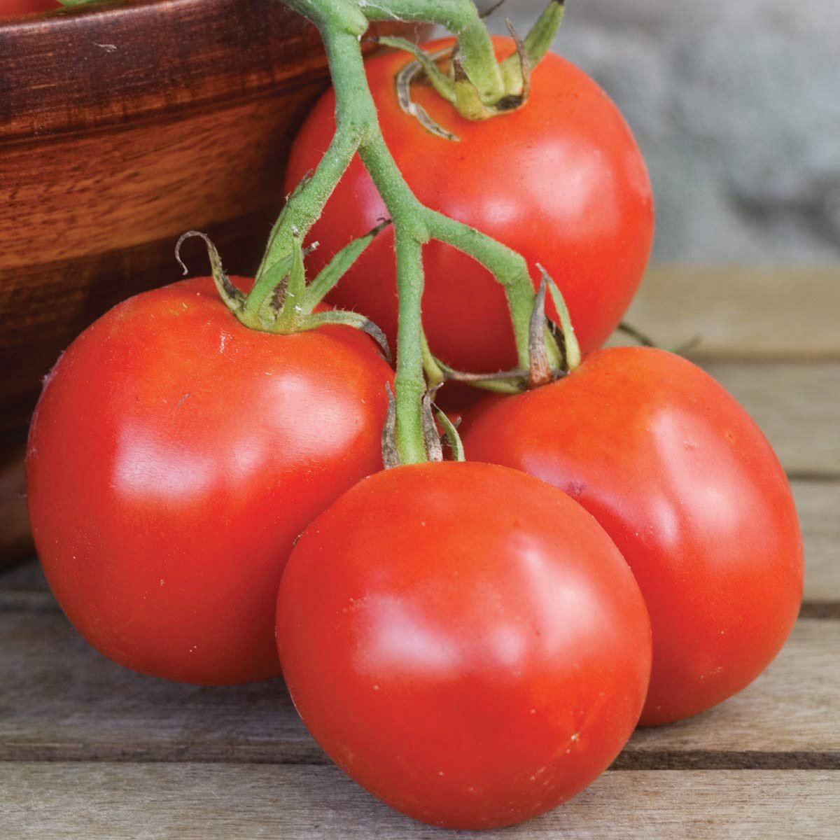 Stupice tomato cluster of 4 on vine, bright red ripe fruits, Seedtime Store seeds on Tampa Home & Garden Store