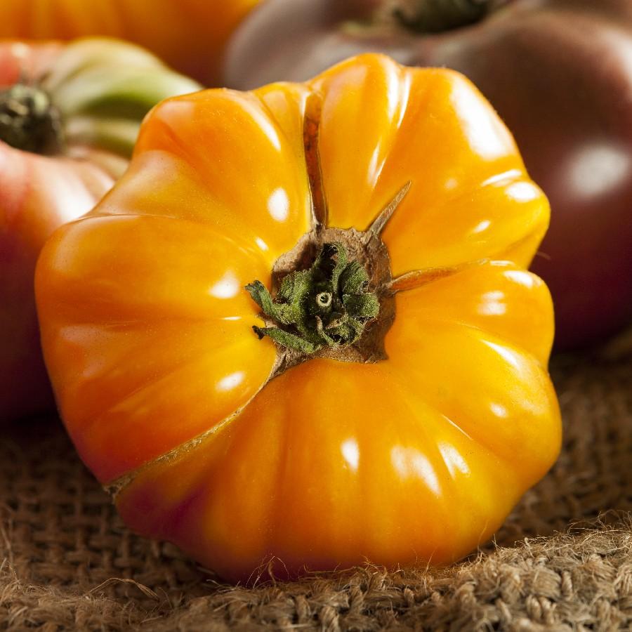 Amana orange tomato seeds orange ribbed fruit with green calyx on burlap on Tampa Home & Garden Store