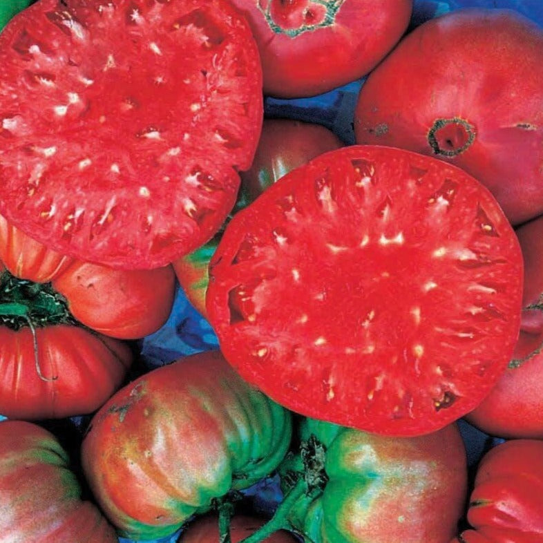 Giant Belgium Tomato seeds; several red beefsteak tomatoes, some sliced to show interiors on Tampa Home & Garden Store