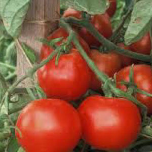 TOMATO Seeds, Beefsteak - Tampa Home & Garden Store