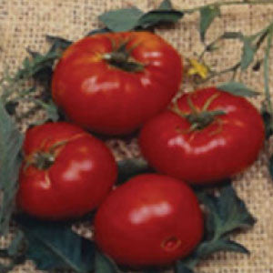 TOMATO Seeds, Brandywine Red - Tampa Home & Garden Store