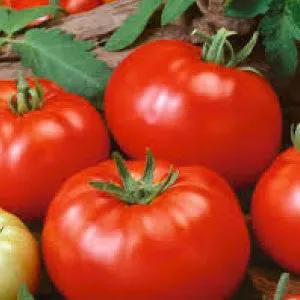 German Johnson Tomato Seeds heirloom red tomatoes on Tampa Home & Garden Store