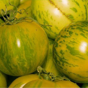 TOMATO Seeds, Green Zebra - Tampa Home & Garden Store