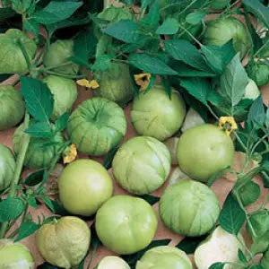 Tomatillo Verde heirloom tomato seeds, green round fruits on the vine on Tampa Home & Garden Store