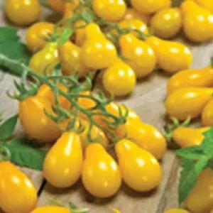 Yellow Pear Tomato Seeds, Heirloom variety, yellow pear-shaped tomatoes on vines on Tampa Home & Garden Store