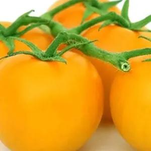 Yellow plum tomato seeds heirloom on vine with bright yellow fruits for sweet snacking on Tampa Home & Garden Store