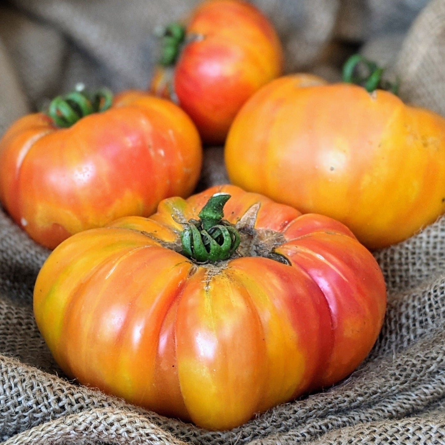 Big Rainbow Tomato seeds on burlap with orange-yellow tomatoes on Tampa Home & Garden Store