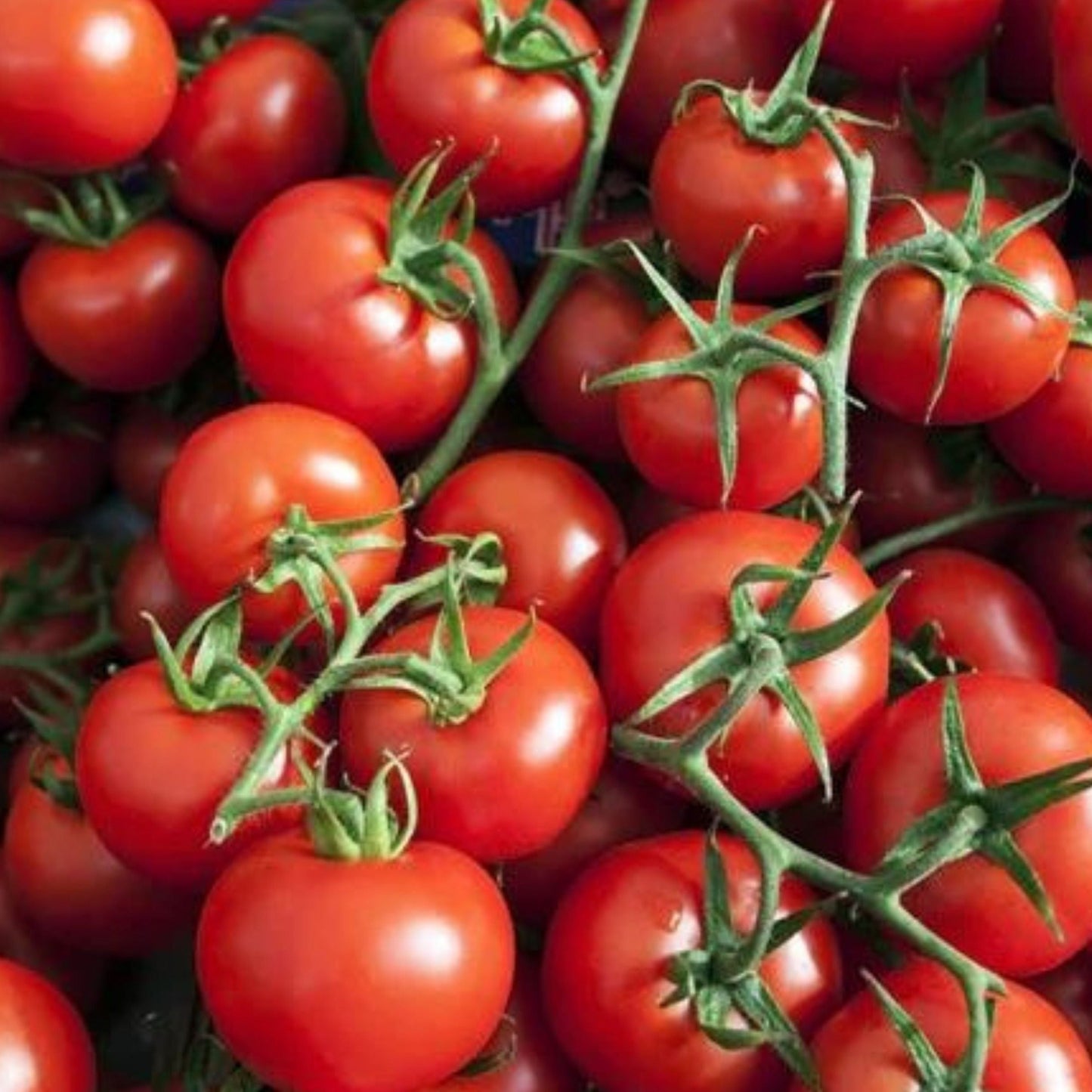 Small Red Cherry Tomato on vine; bright red round fruits Seedtime Store on Tampa Home & Garden Store