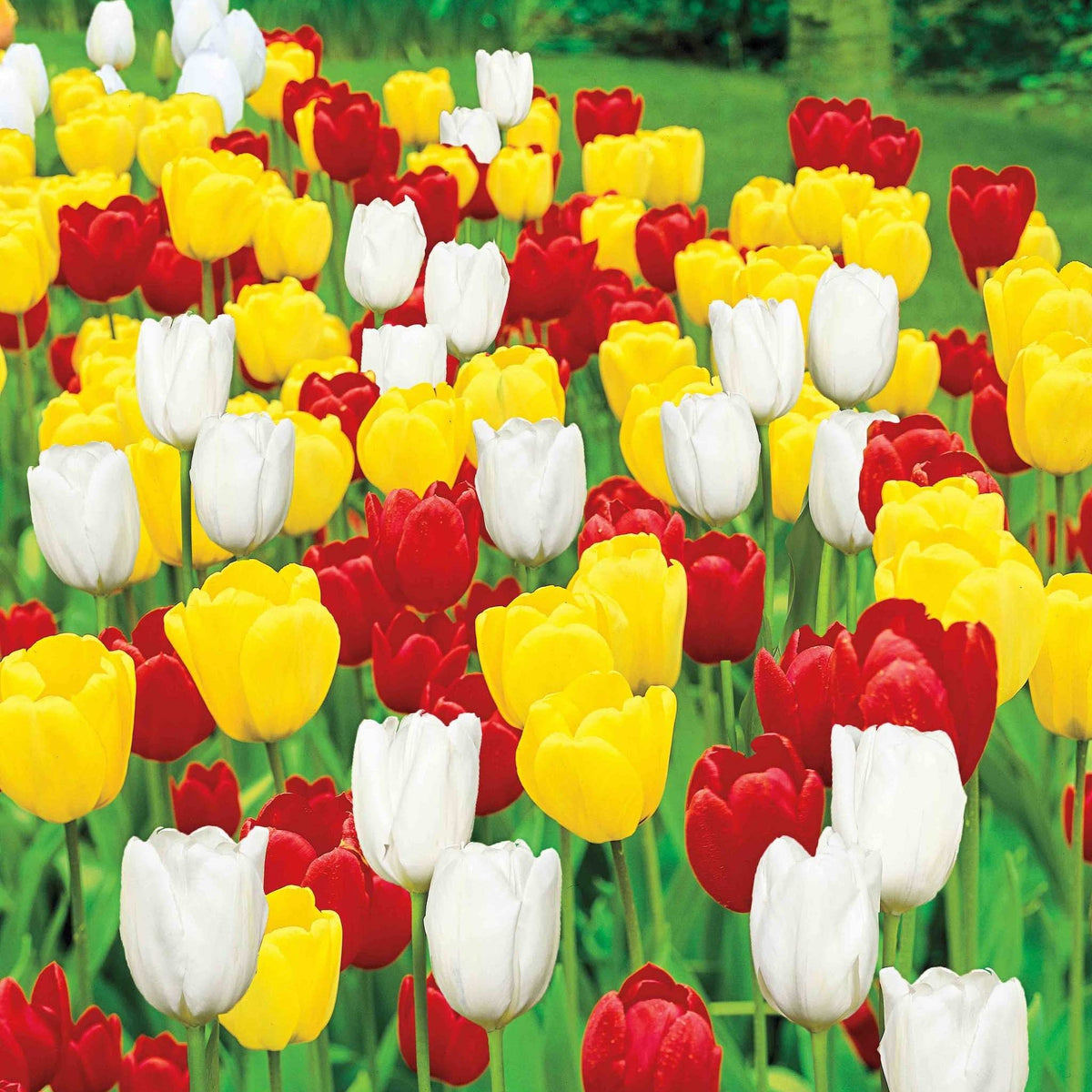 Apeldoorn Tulip Mixture plant with red, yellow, and white tulips in an outdoor bed on Tampa Home & Garden Store