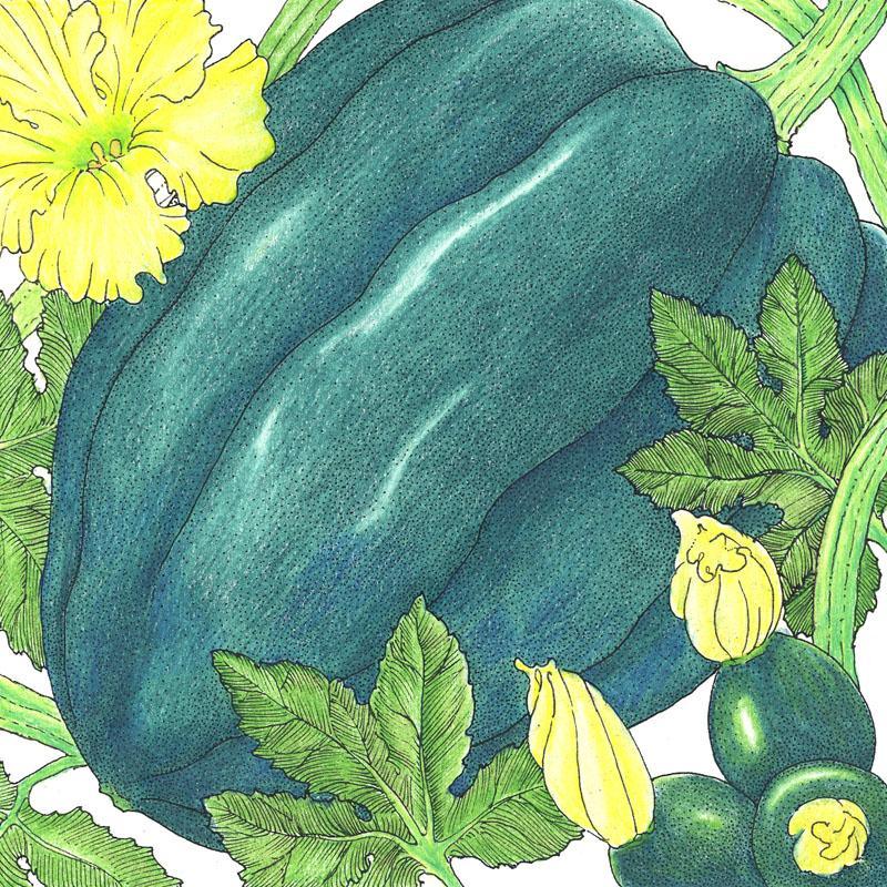 Table Queen Acorn Winter Squash Seeds (Organic) - Tampa Home & Garden Store