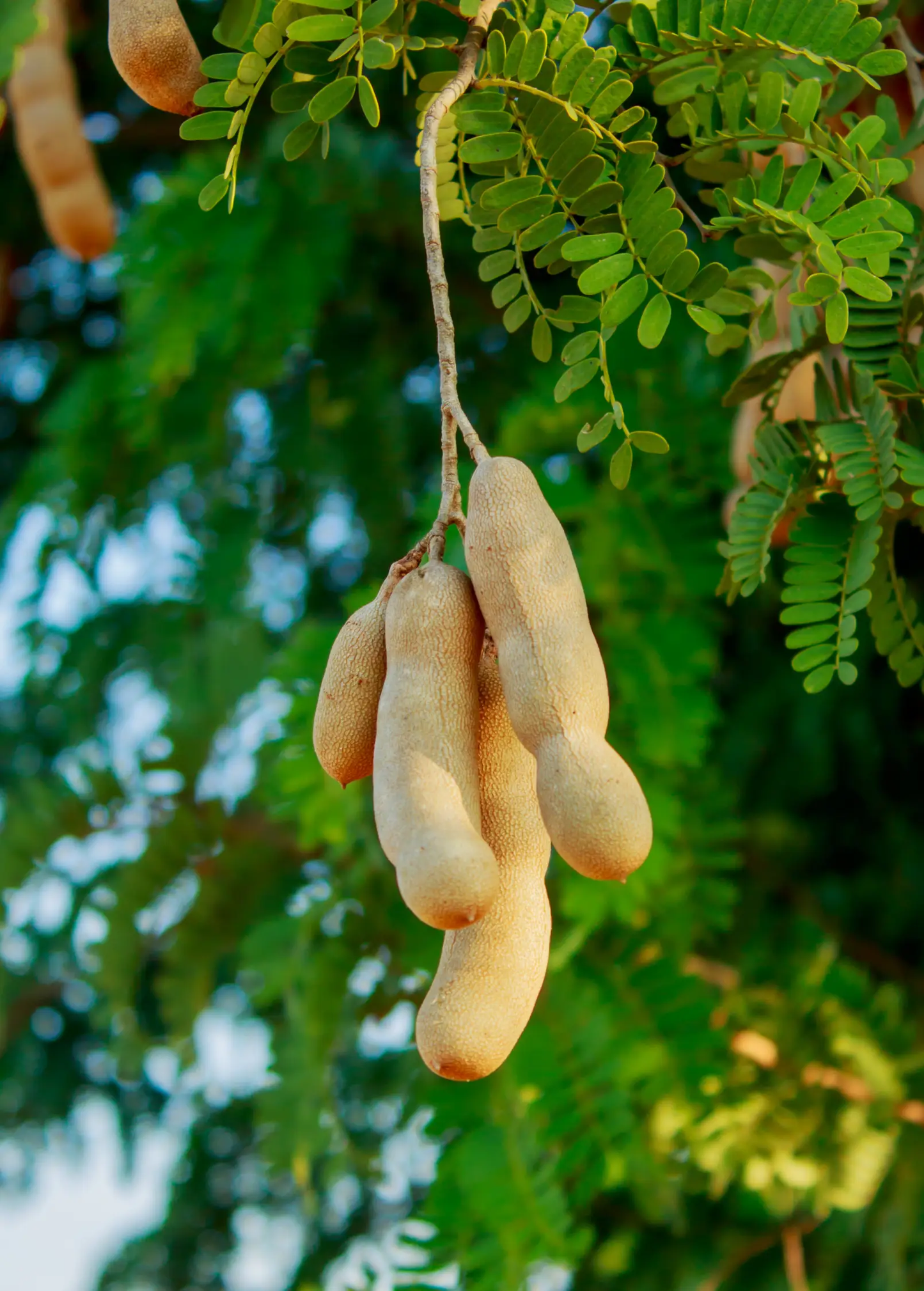 Tamarind plant pods (6) on a branch with bright green pinnate leaves, tropical fruit tree Sow Exotic on Tampa Home & Garden Store