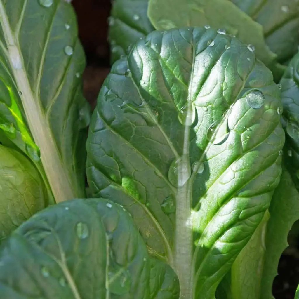 Tatsoi Mustard Seeds close-up of glossy green leaves with water droplets on Tampa Home & Garden Store