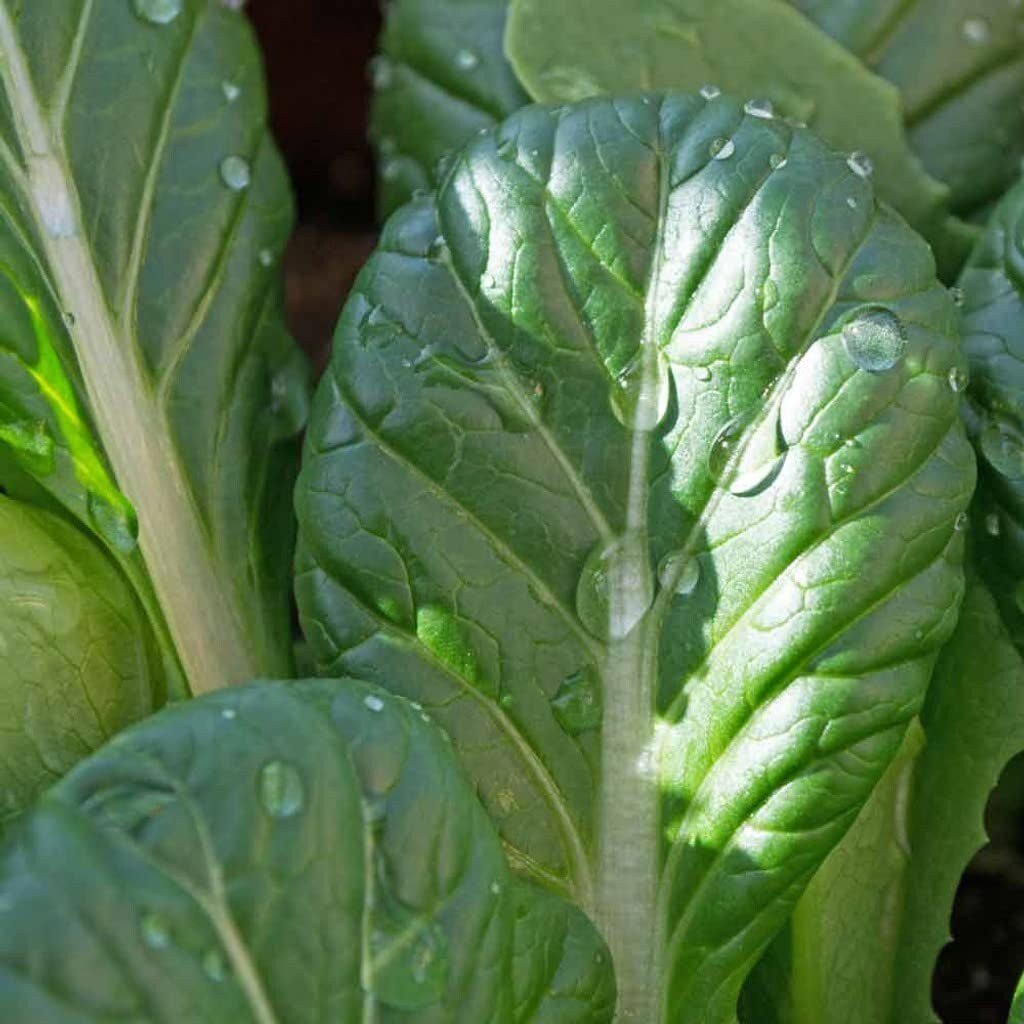 Tatsoi Mustard - 500 Seeds - Heirloom Non GMO Garden Vegetable Bulk - Tampa Home & Garden Store