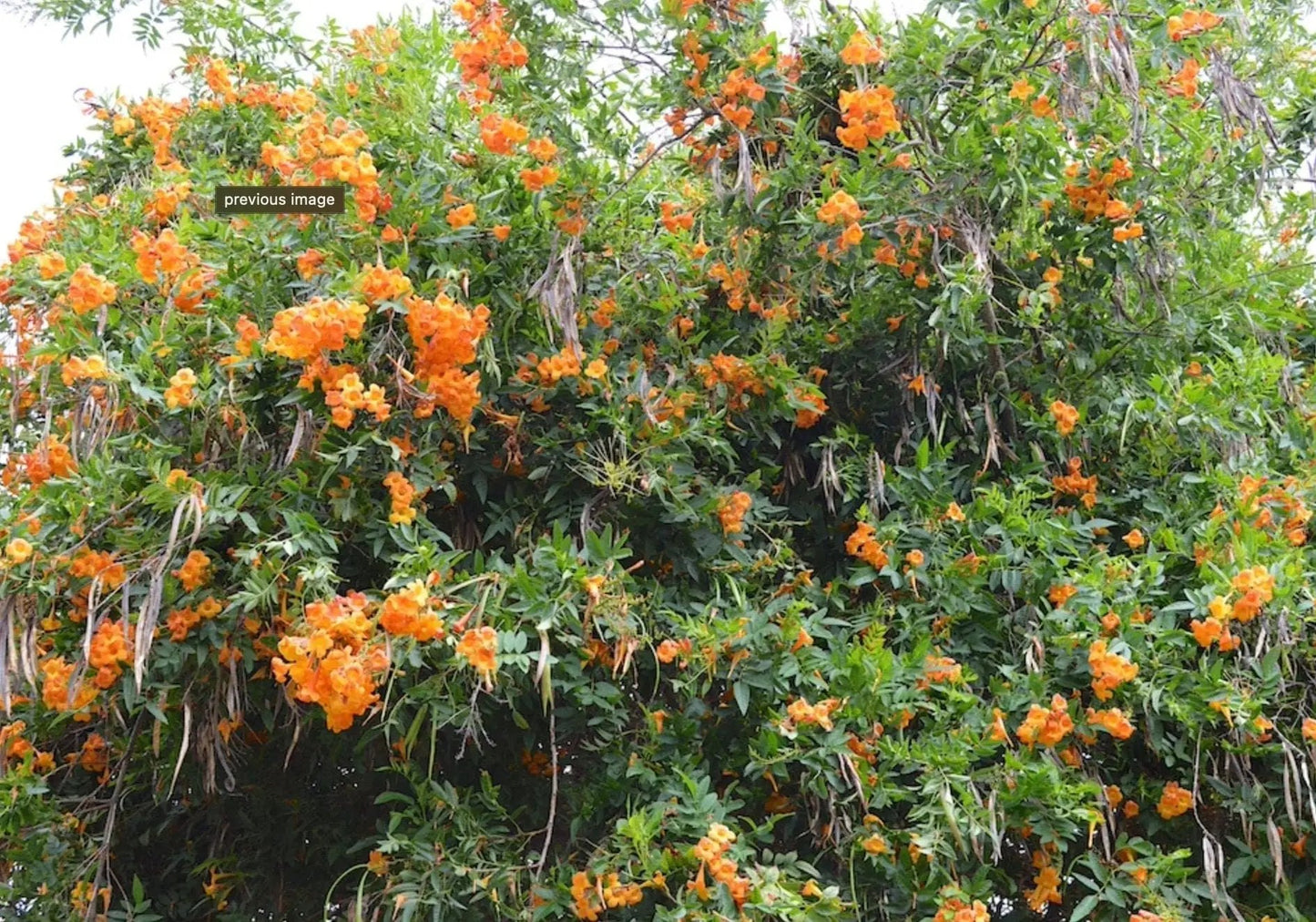 Tecoma X Orange Jubilee Seeds Flaming Bells orange trumpet blooms on a dense green shrub on Tampa Home & Garden Store