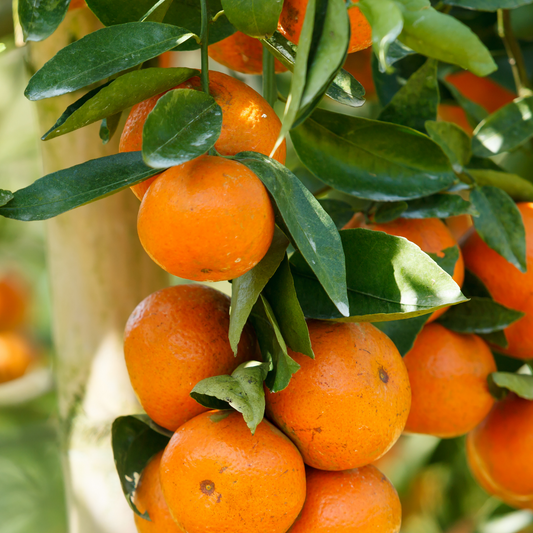 Temple Orange Tree (Citrus reticulate) - Tampa Home & Garden Store