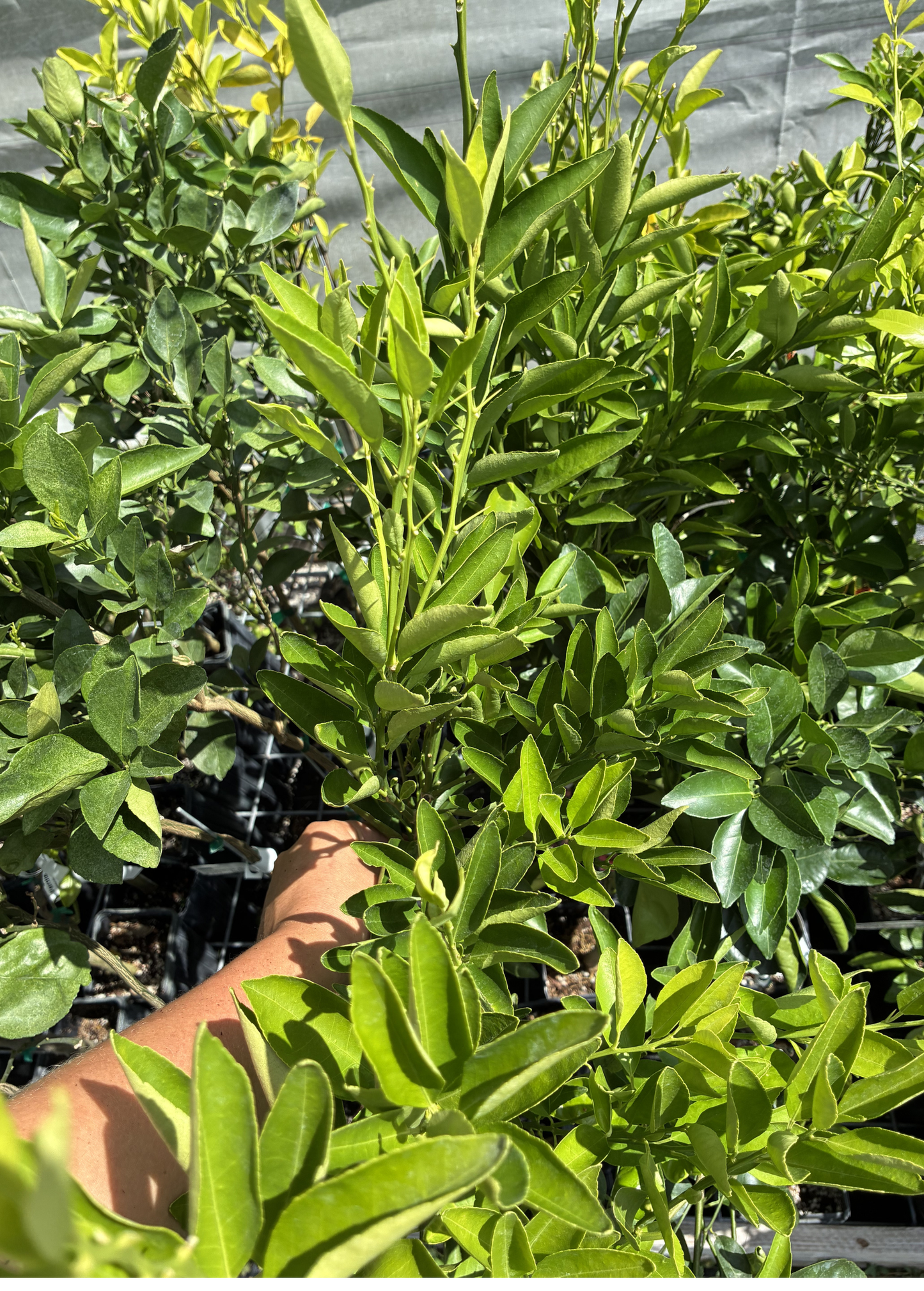 Temple Orange Tree (Citrus reticulate)
