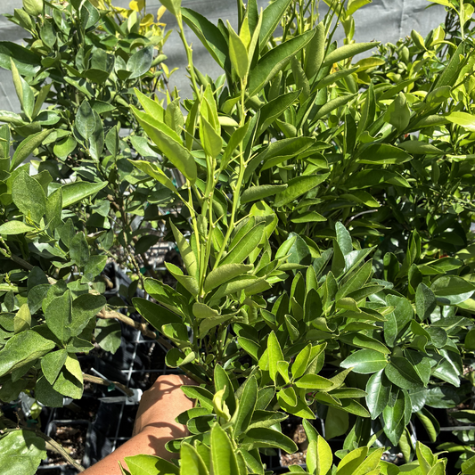 Close-up of a green leafy Temple Orange Trees with a hand reaching towards it.