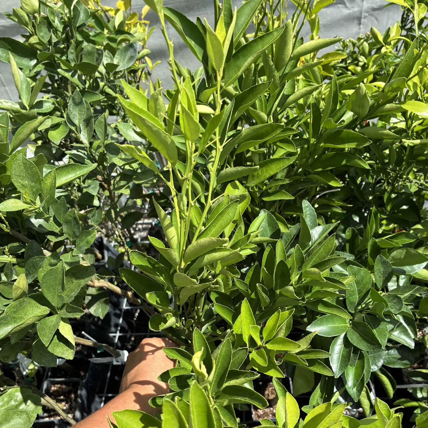 Close-up of a green leafy Temple Orange Trees with a hand reaching towards it.