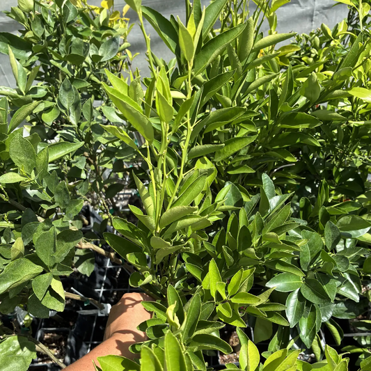 Close-up of a green leafy Temple Orange Trees with a hand reaching towards it.