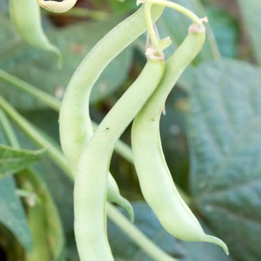 Tendergreen Bush Bean Seeds Organic green beans on vines with multiple pods on Tampa Home & Garden Store