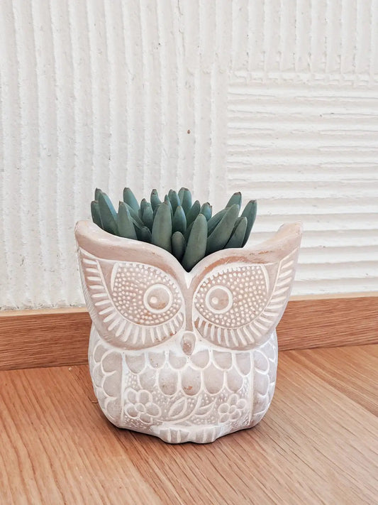 Terracotta Pot - Big Eye Owl - Tampa soil911.com