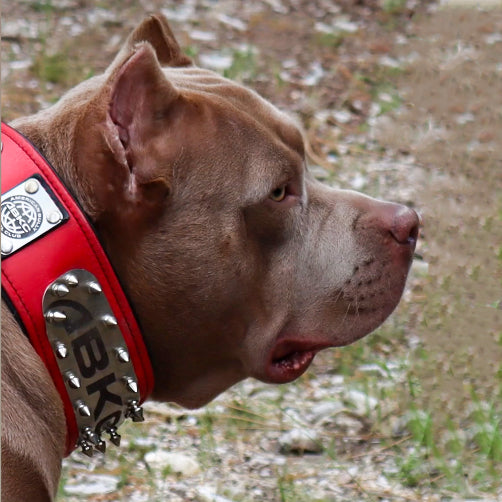 The ABKC Collar - Tampa Home & Garden Store