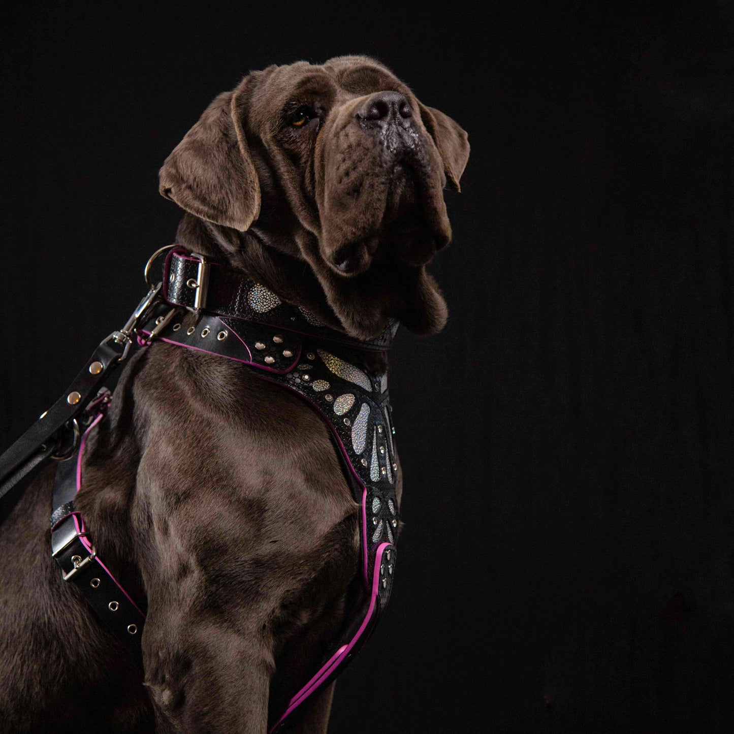 The "Ariel" collar - Tampa Home & Garden Store