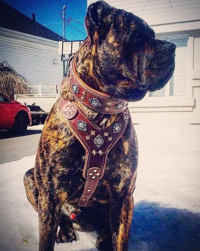 Bestia Dog Gear Aztec Big Dogs Harness Brown Leather for large dogs with studded conchos on Tampa Home & Garden Store