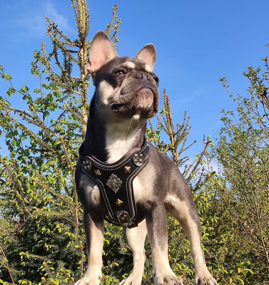 The ''Aztec'' harness Black Small to Medium Size - Tampa Home & Garden Store