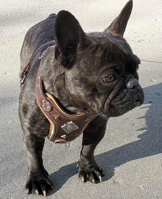 The ''Aztec'' harness Brown Small to Medium Size - Tampa Home & Garden Store