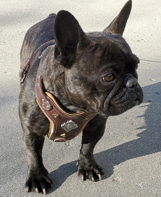 Aztec Leather Harness brown, small to medium Bestia Dog Gear on Tampa Home & Garden Store