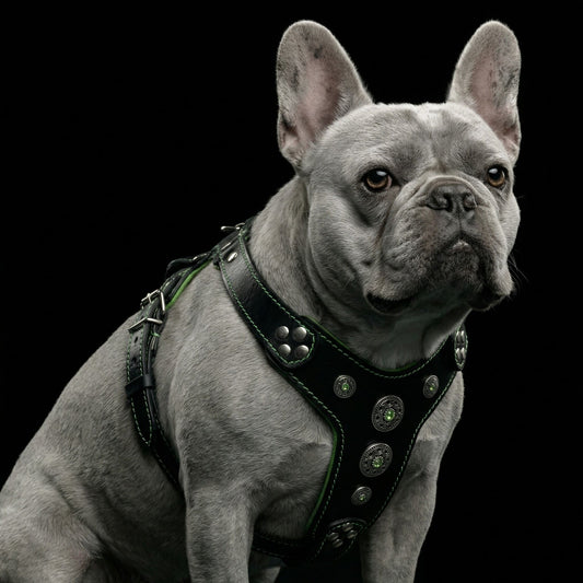 The ''Bijou'' harness Black & Green Small to Medium Size - Tampa Home & Garden Store