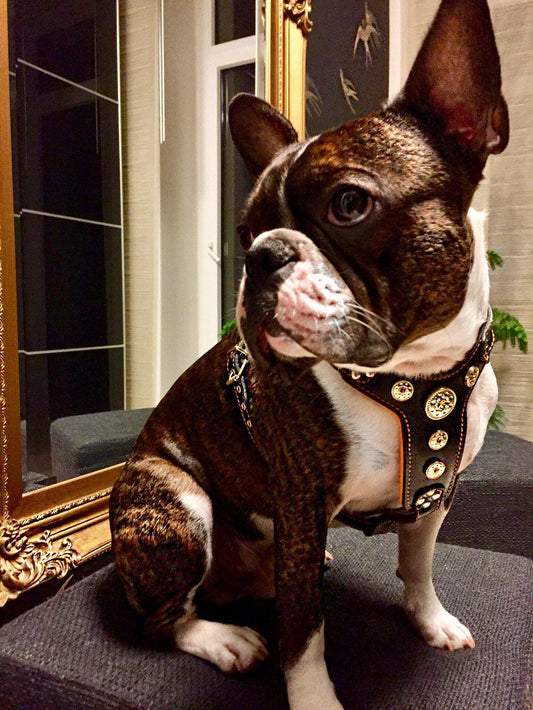 The ''Bijou'' harness Black & Orange Small to Medium Size - Tampa Home & Garden Store