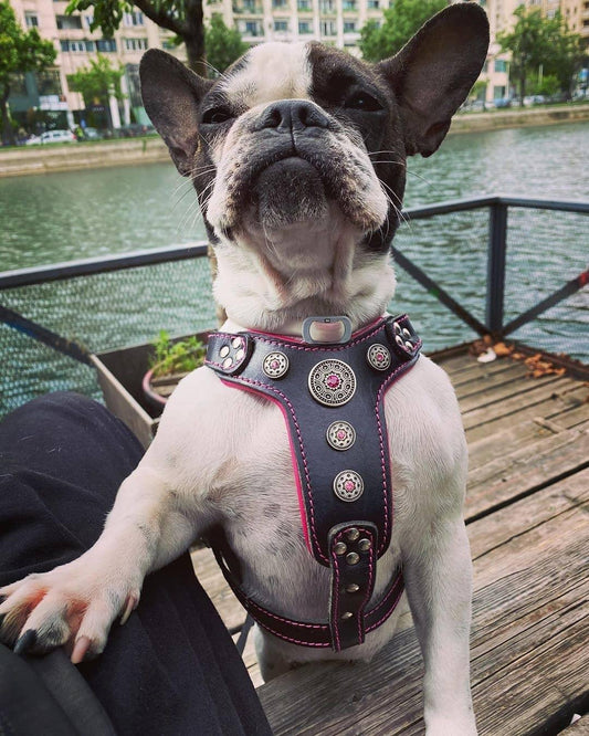 The ''Bijou'' harness Black & Pink Small to Medium Size - Tampa Home & Garden Store