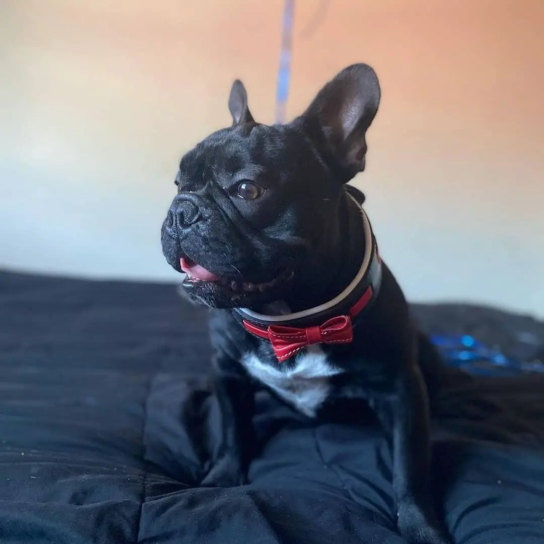 Bowtie collar black with red bow for small/medium dogs on Tampa Home & Garden Store